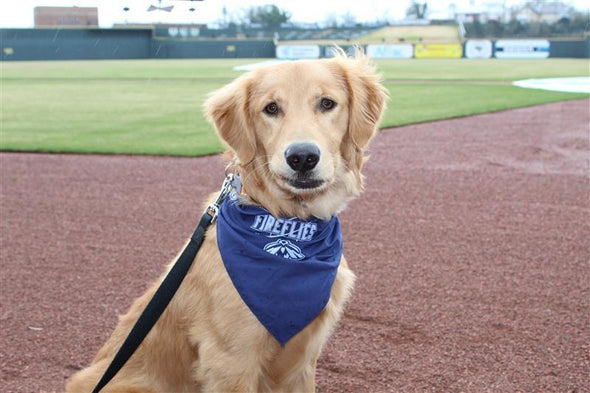 Columbia Fireflies Navy Dog Bandana