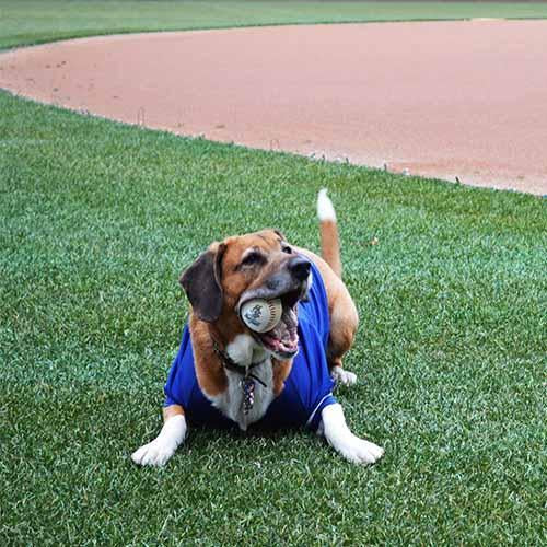 Hartford Yard Goats All Star Dogs Jersey