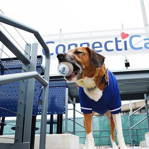 Hartford Yard Goats All Star Dogs Jersey