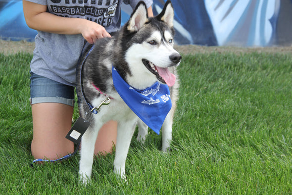Omaha Storm Chasers Royal Dog Bandana