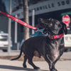 Nashville Sounds Dog Collar